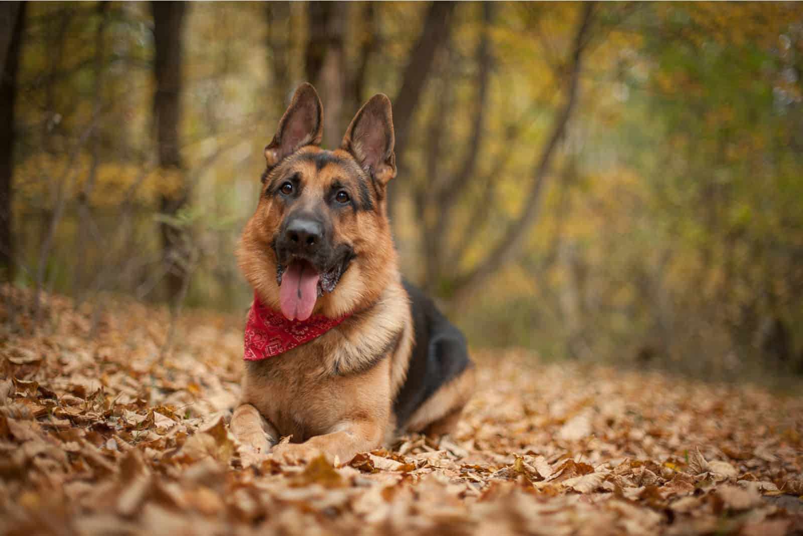 a German Shepherd lies and rests in the woods