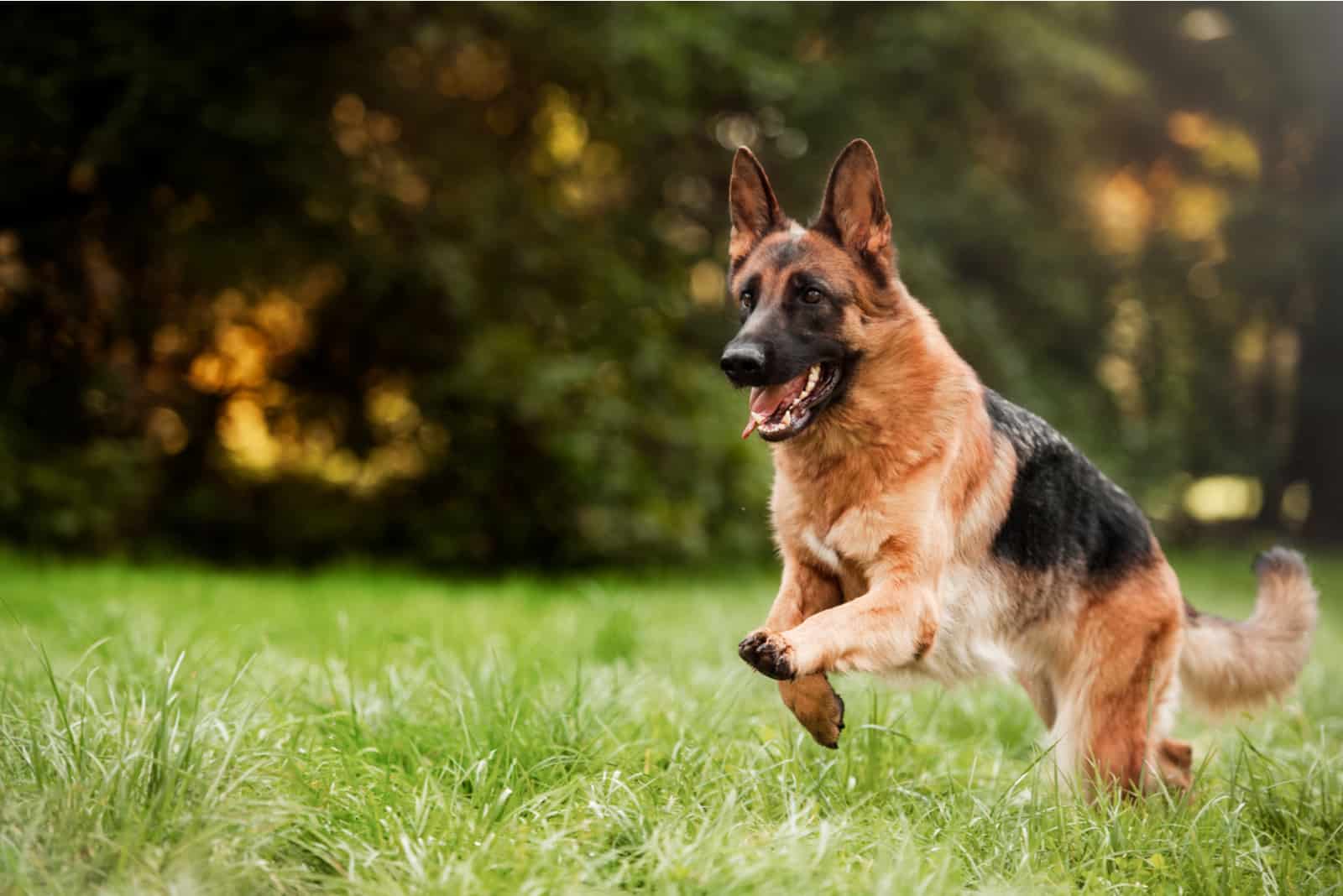 a German Shepherd runs in the park