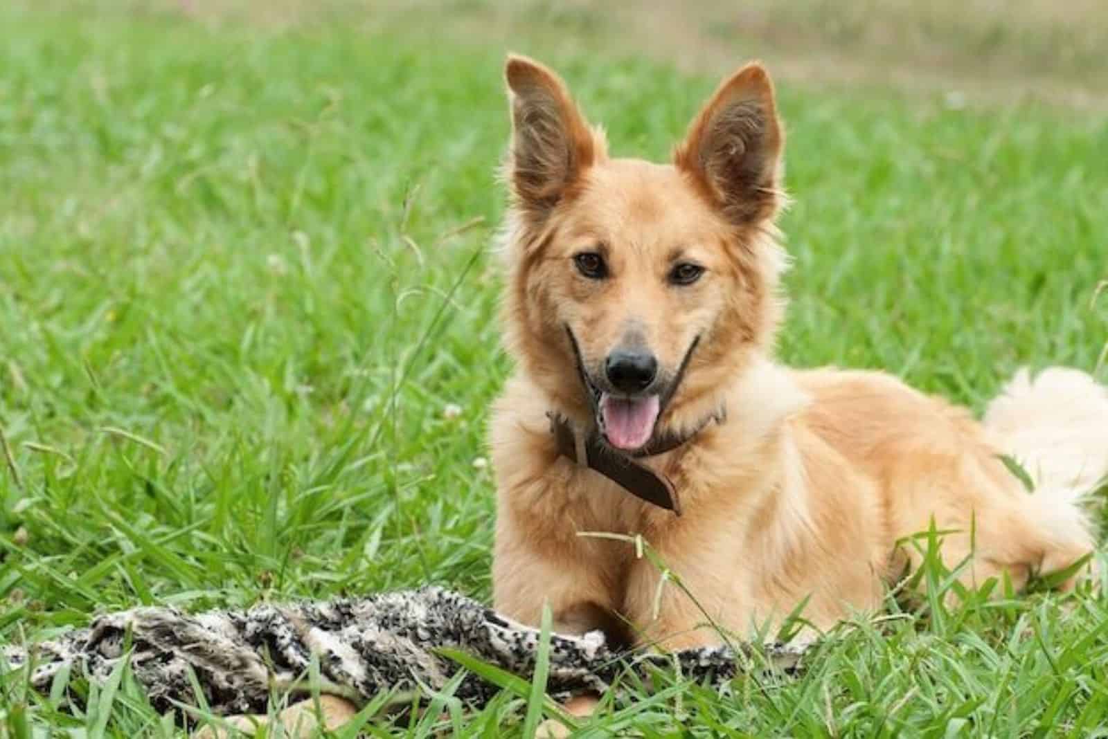 a beautiful brown crossbreed dog lying on the grass