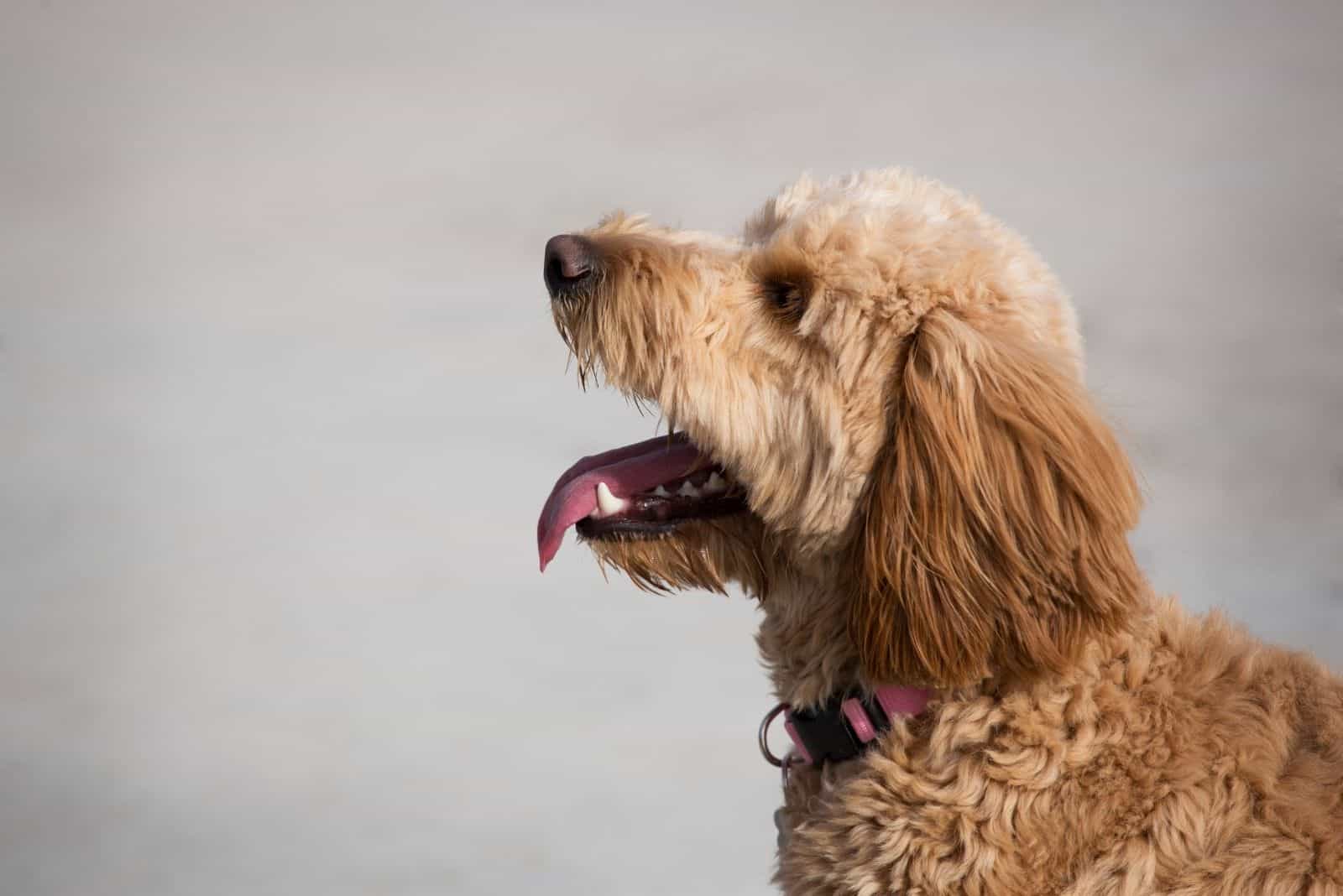 a beautiful goldendoodle in sideview and focus photography