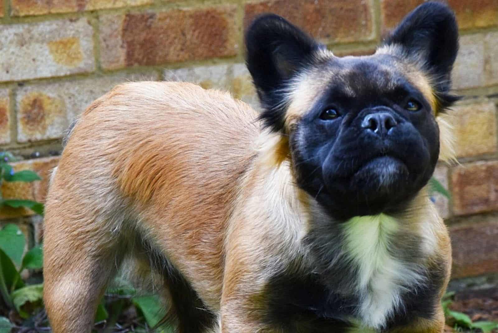 a beautiful long-haired brown french bulldog stands