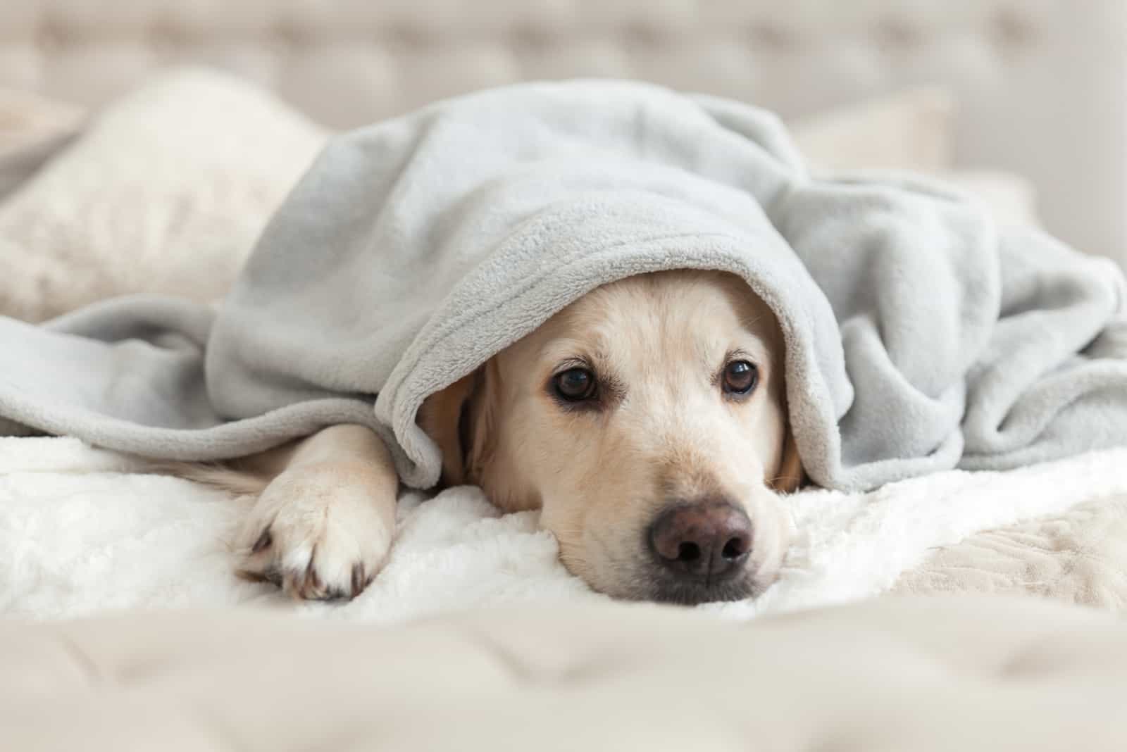 a beautiful white dog lies wrapped in a blanket