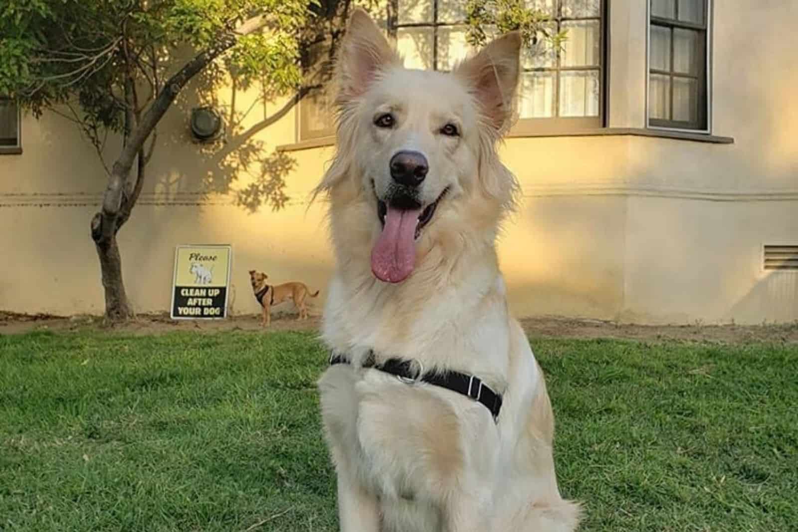 a beautiful yellow dog sitting on the grass