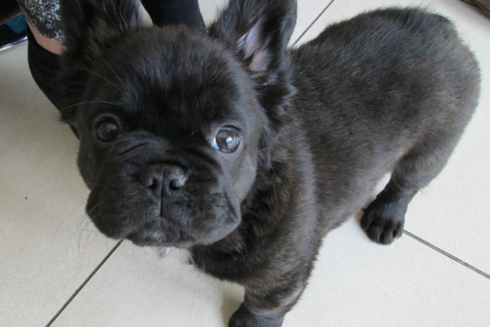 a black French Bulldog puppy