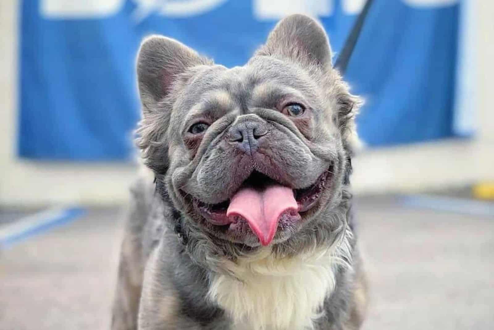 a black and white long-haired French bulldog