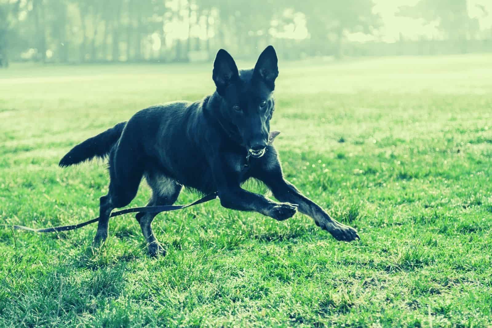 a black german shepherd in action running on the ground