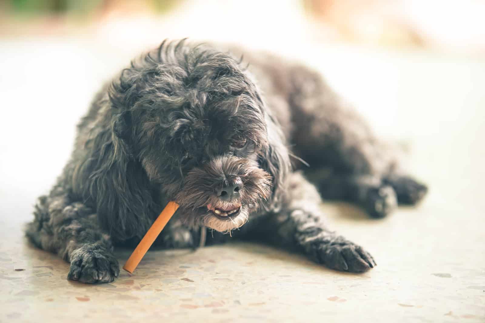 a black poodle eats dog food
