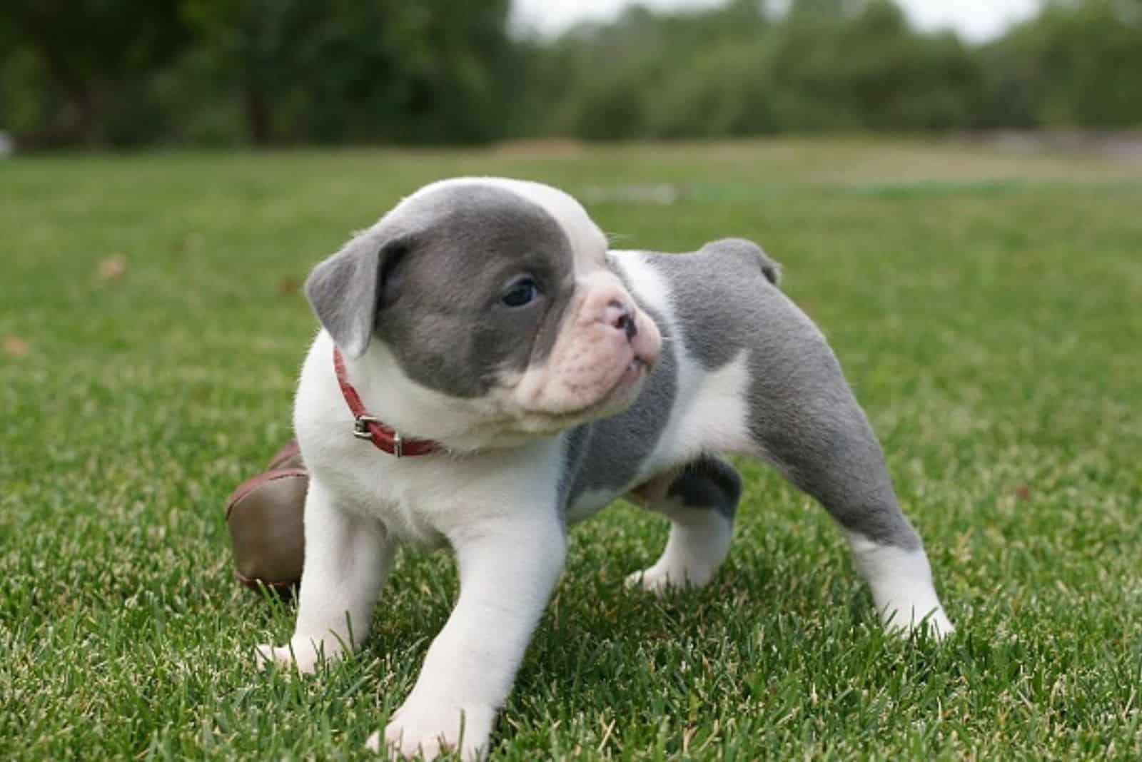 a blue english bulldog puppy is playing on the grass