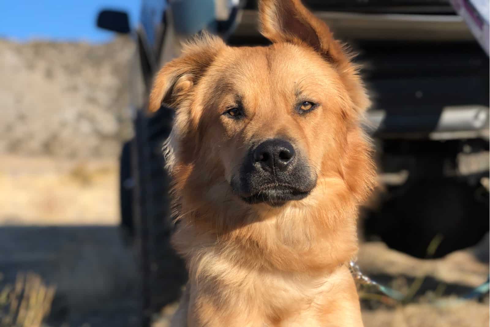 a brown dog is sitting