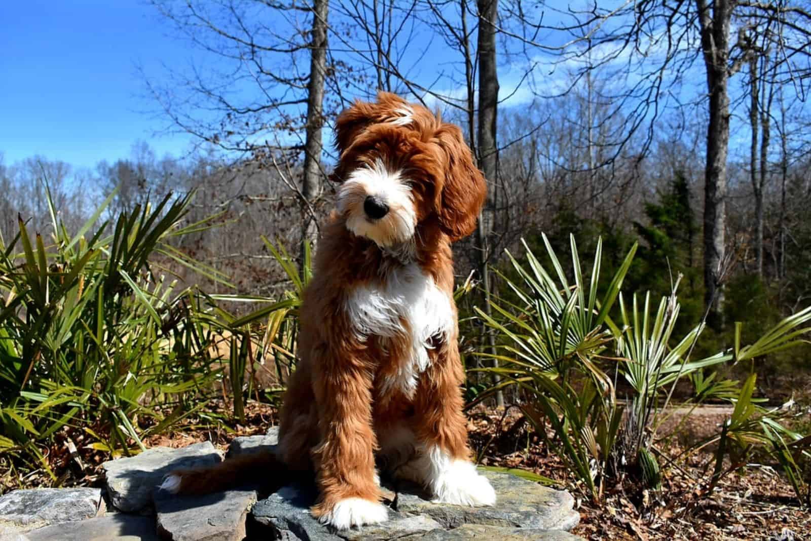 a brown poodle sitting on a rock in nature