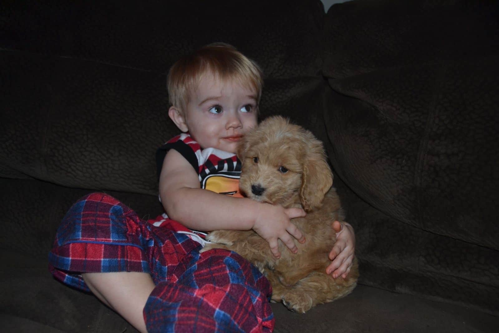 a child with a goldendoodle sits hugged on the couch
