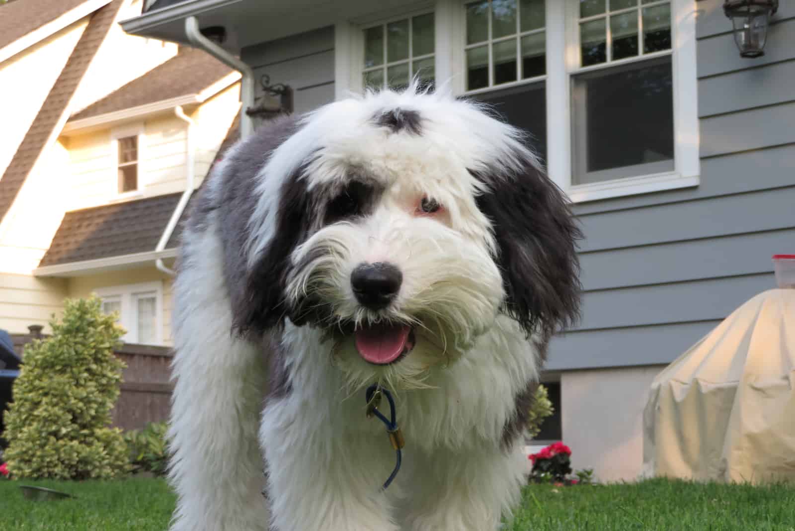 a colorful mini sheepadoodle stands in the yard