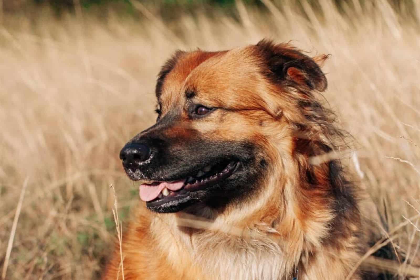 a crossbreed dog sits in a wheat field