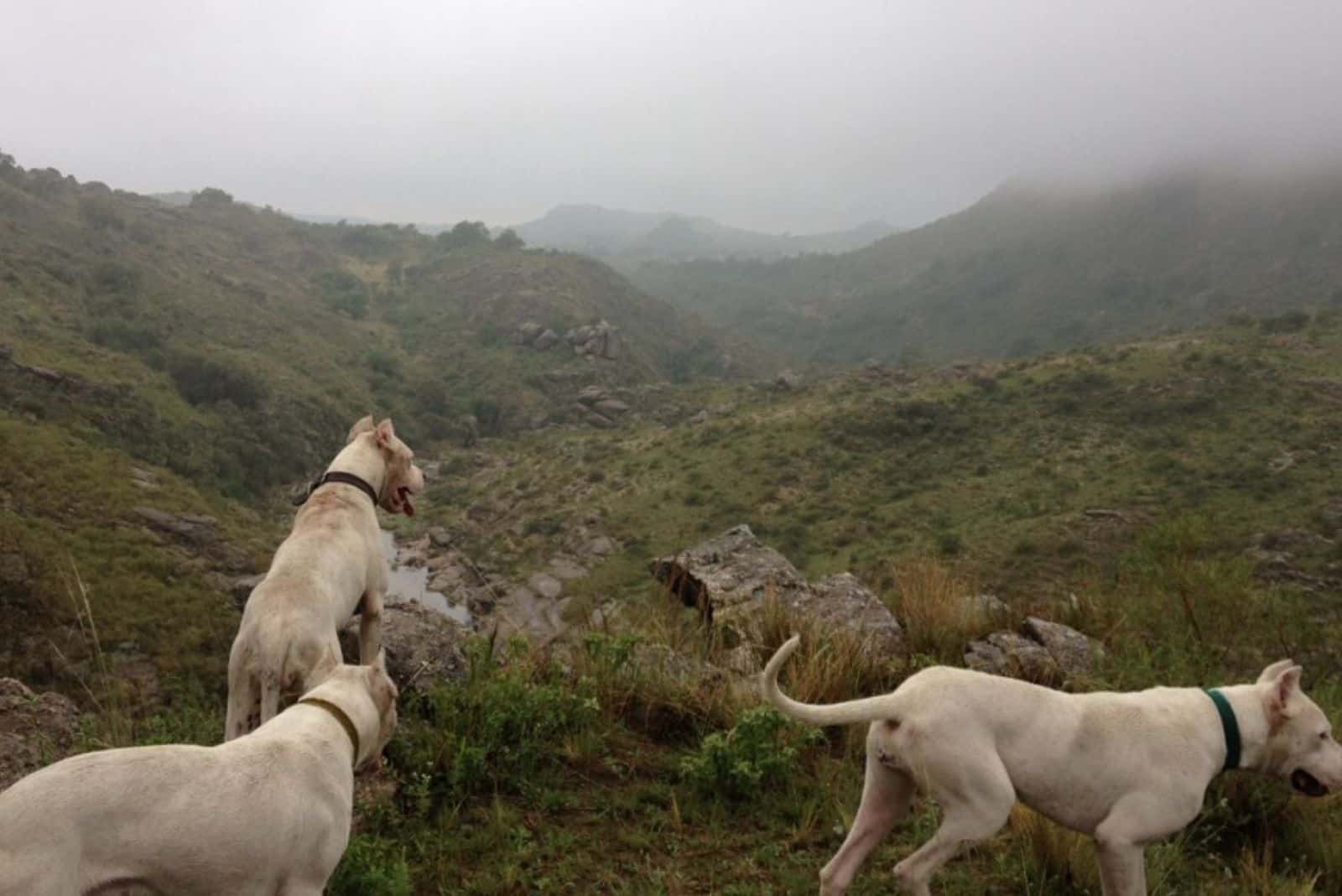 a few dogo argentino in the hunt
