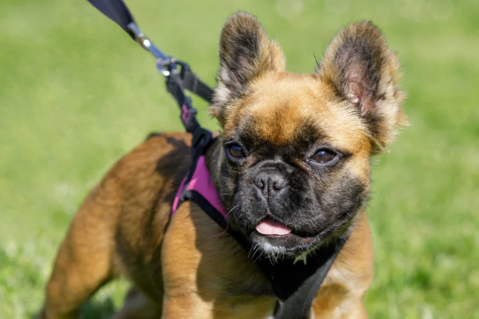 a long-haired French bulldog on a leash