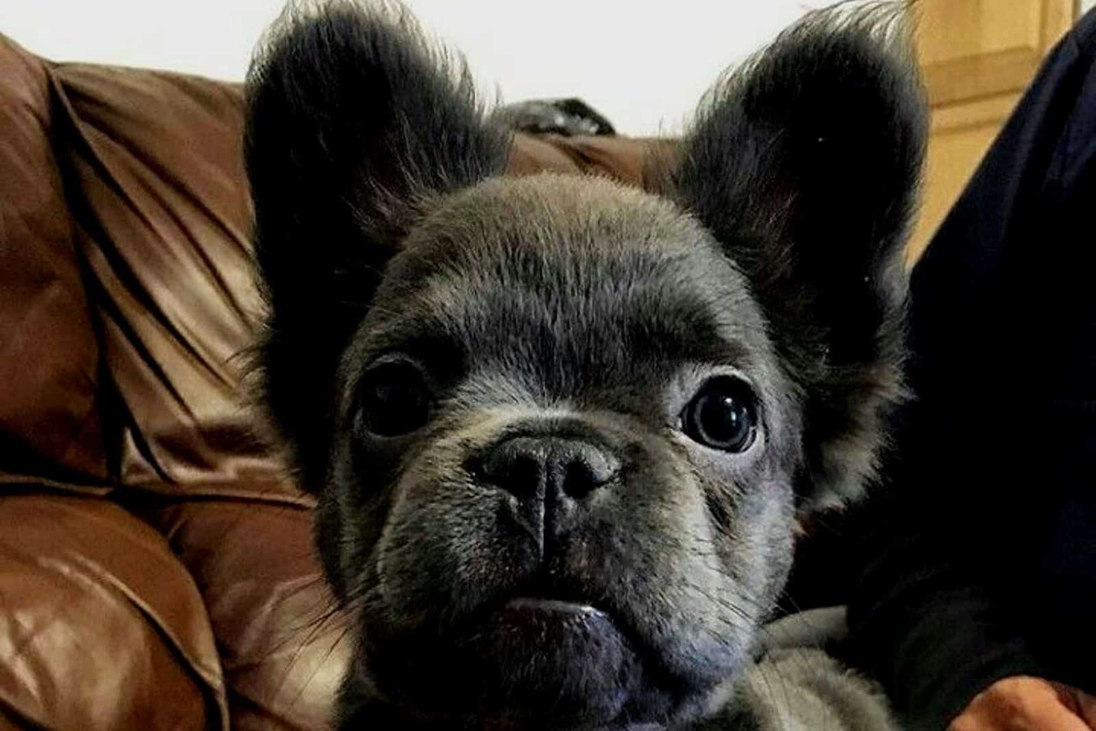 a long-haired French bulldog puppy