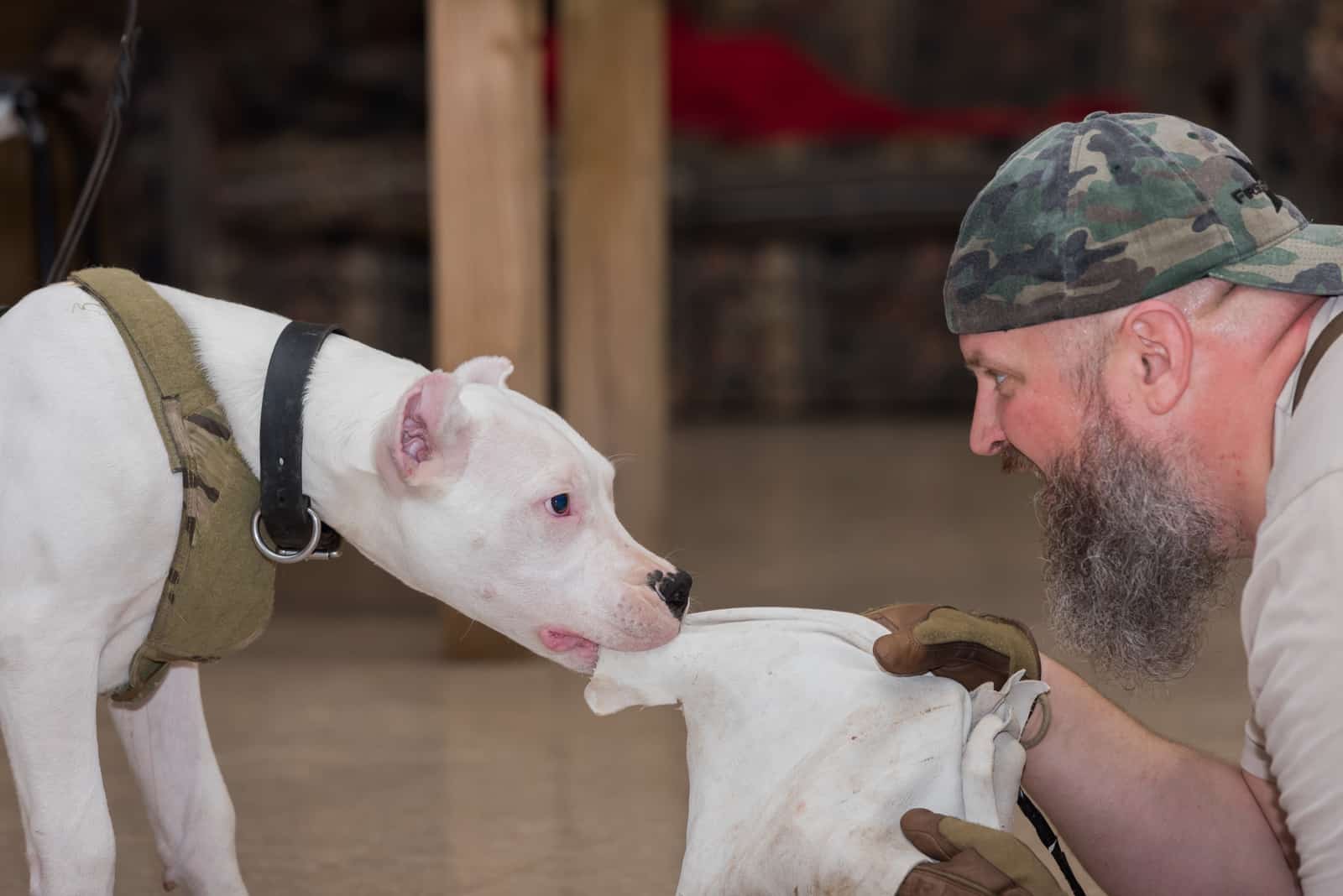 a man coaches Dogo Argentino