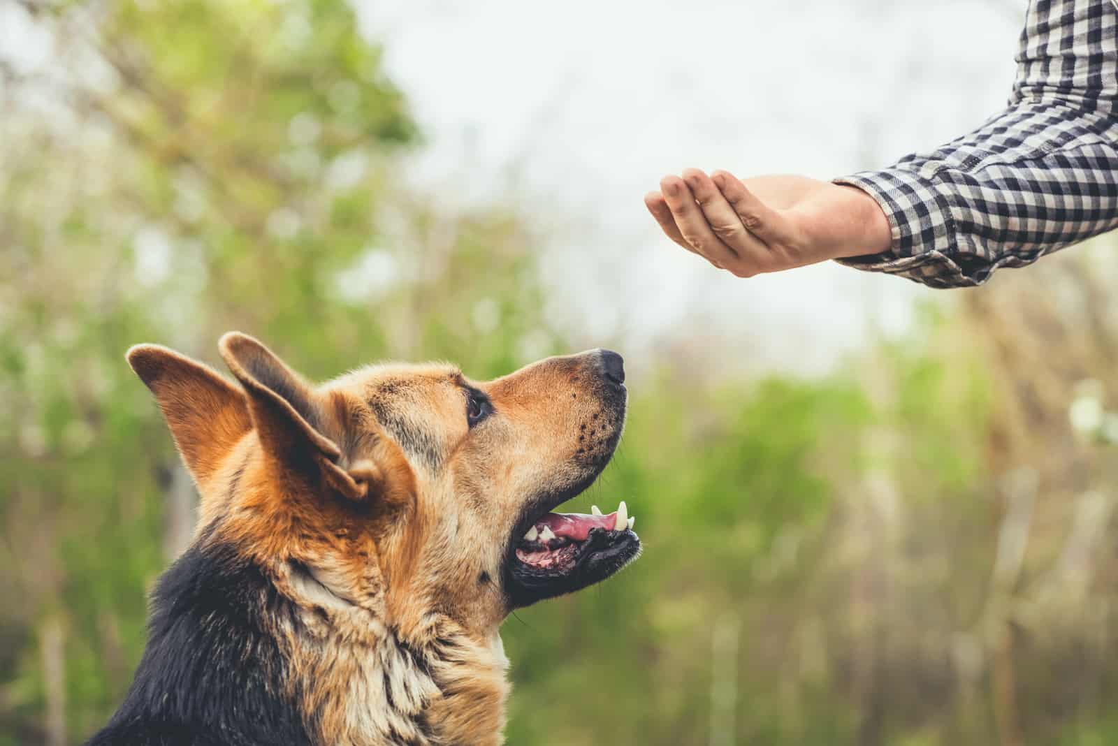 a man gives a treat to a German shepherd
