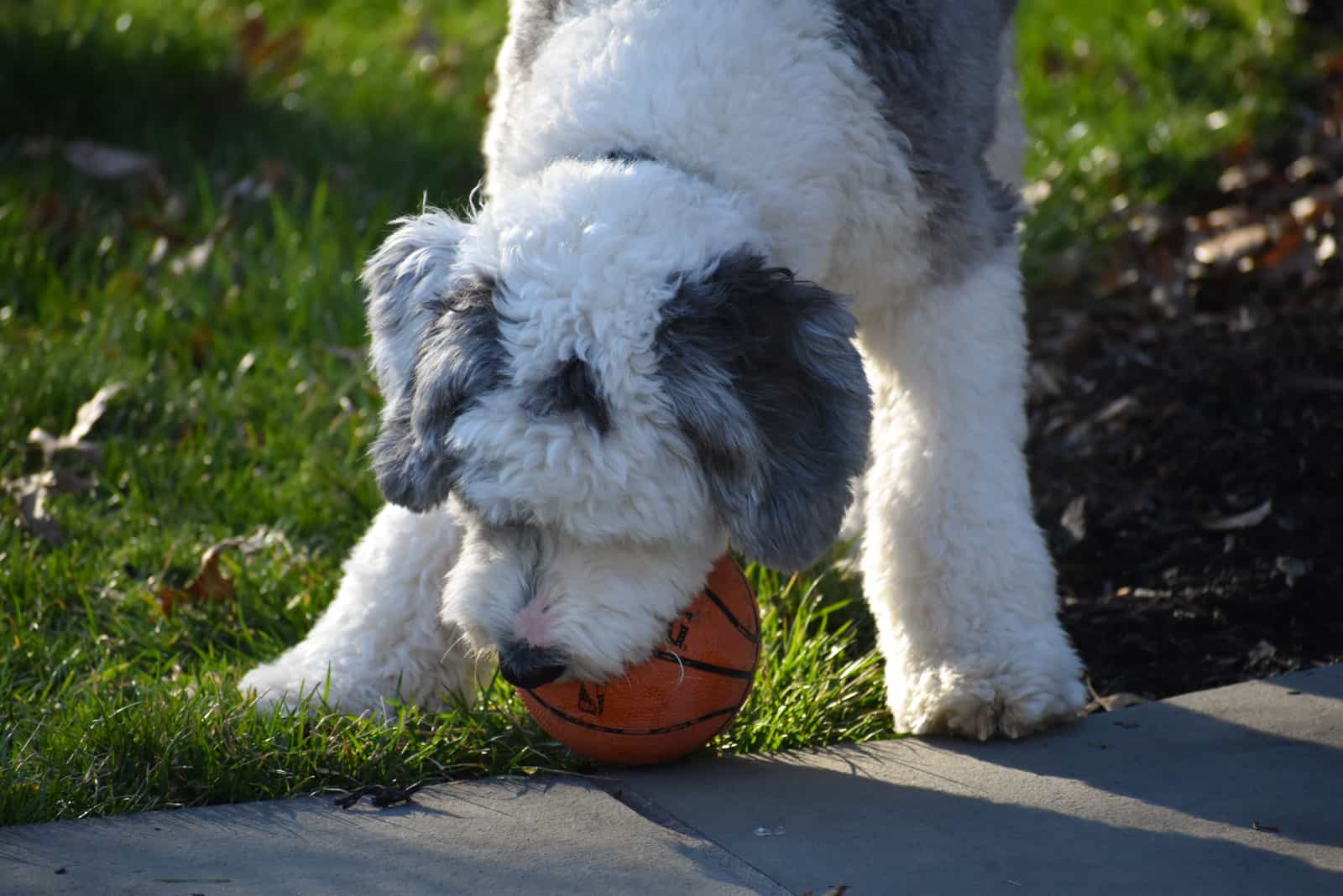 a mini sheepadoodle is played with a ball