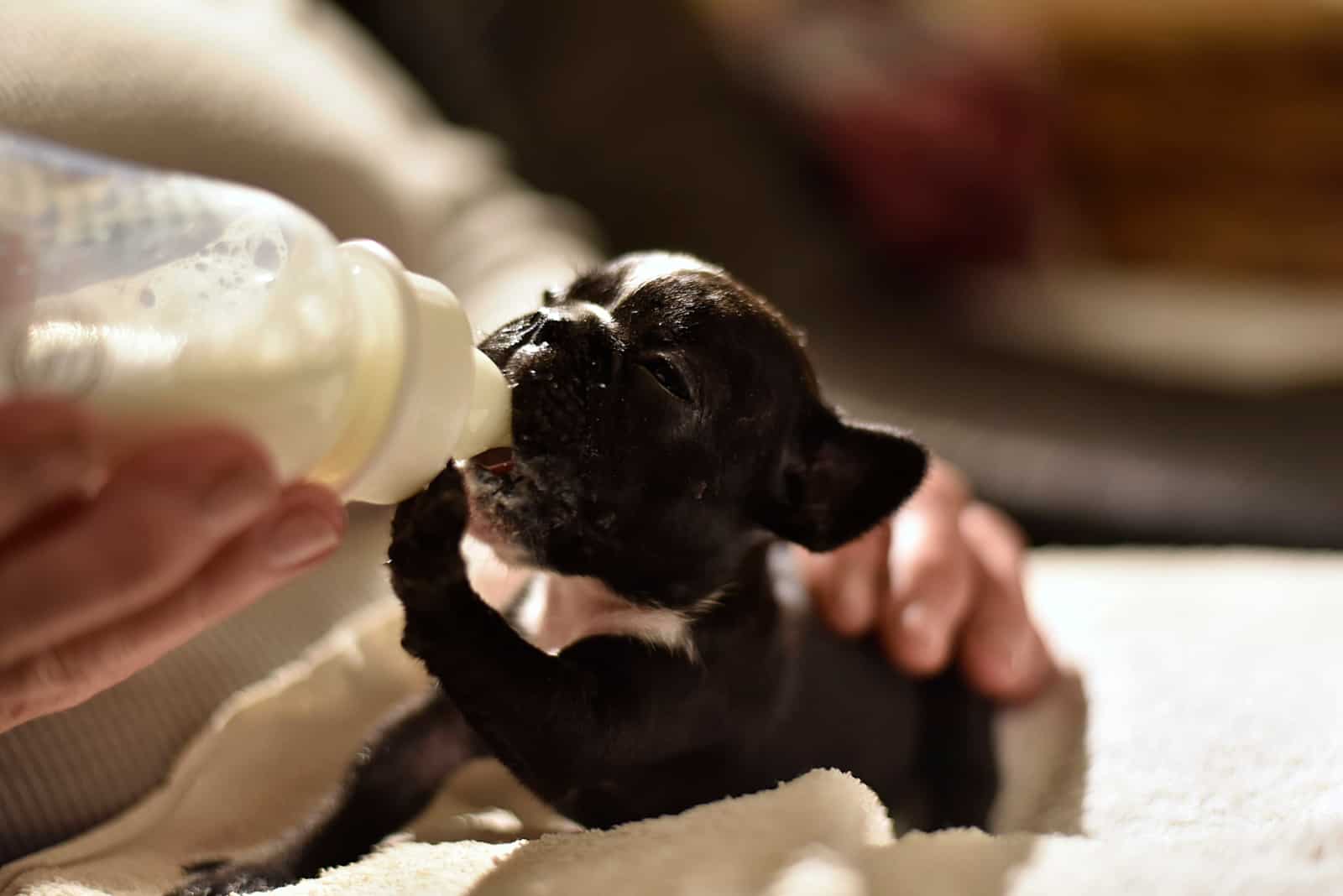 a newborn french bulldog drinks milk from a baby bottle