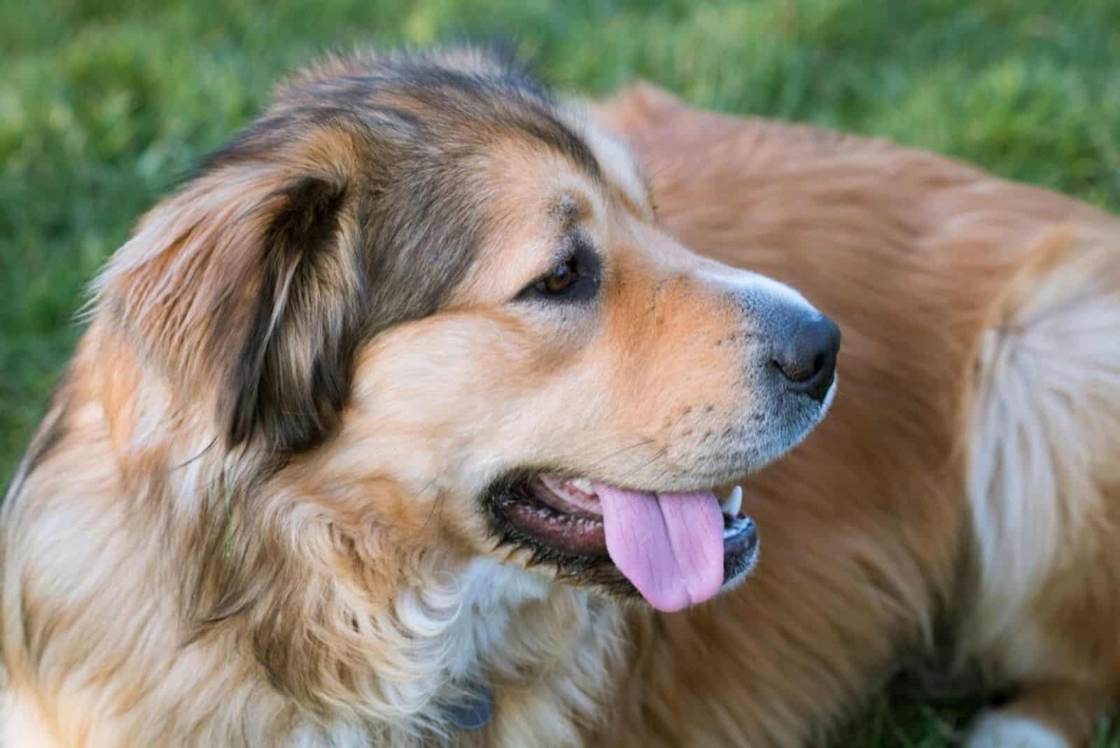 a panting golden shepard stands