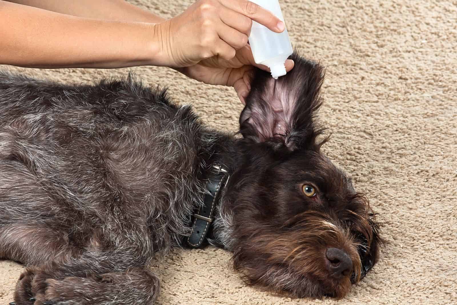 a person drips drops into the ear of a sick sad dog