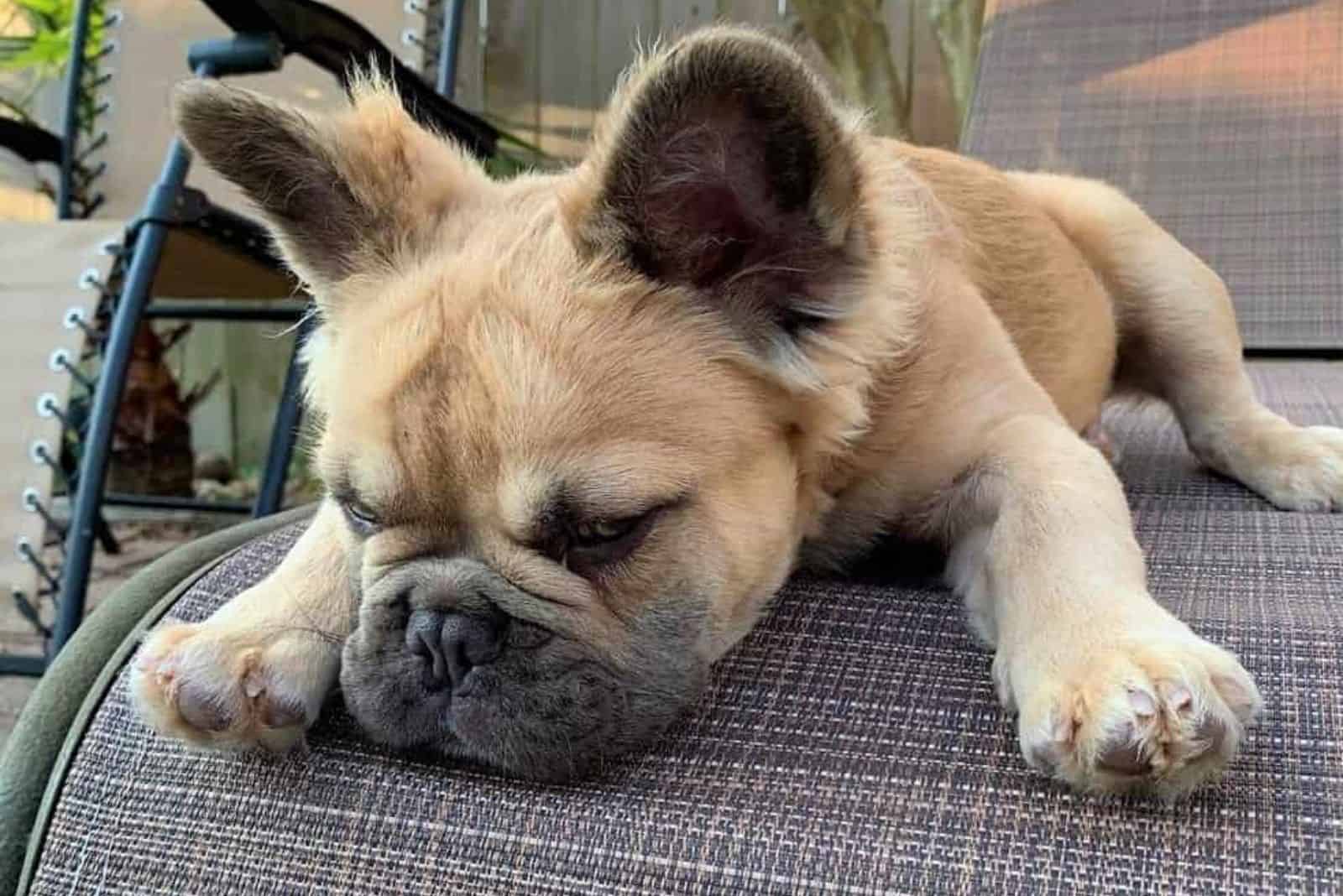 a puppy of a long-haired French bulldog resting on an armchair