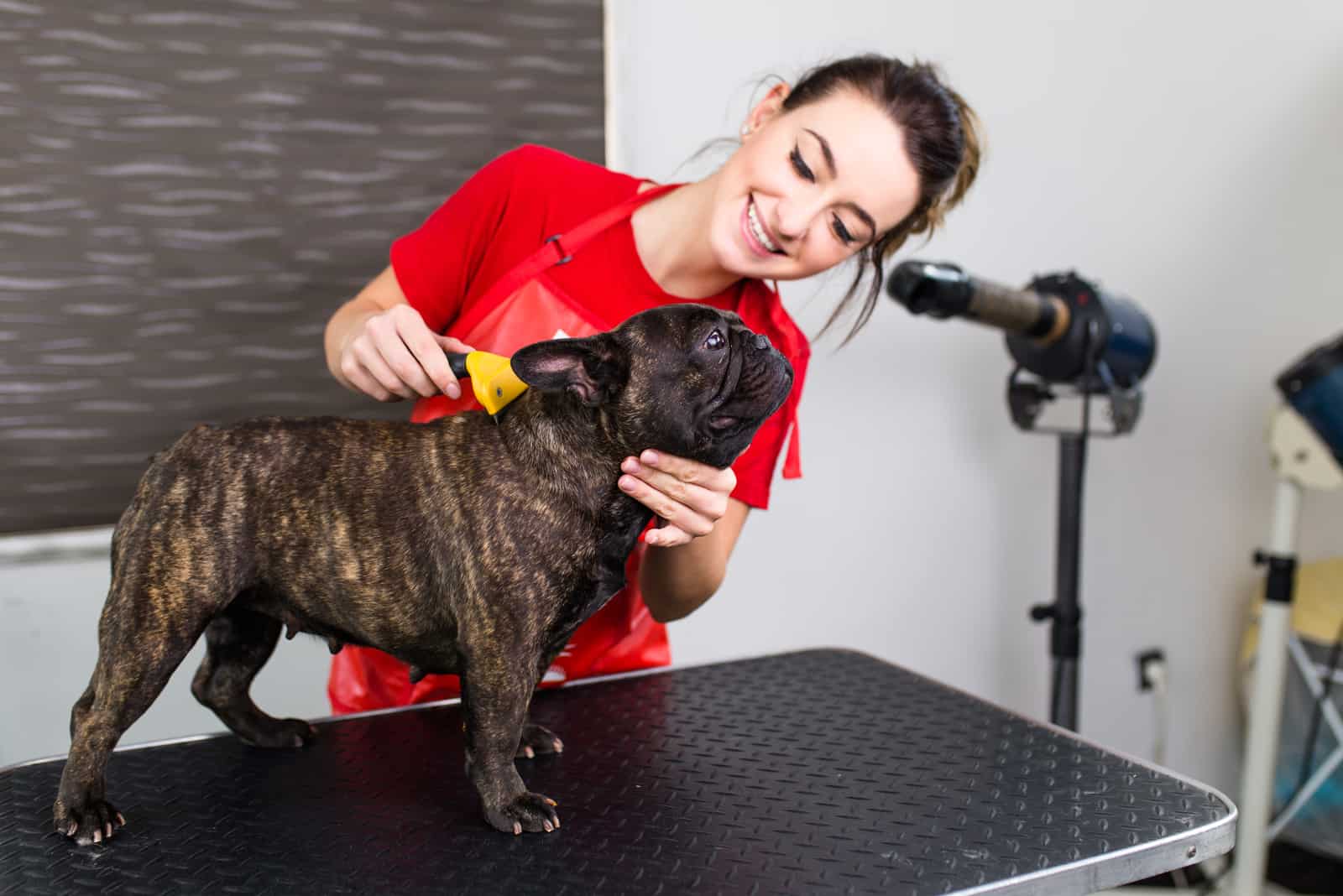 a smiling woman groomes a French bulldog