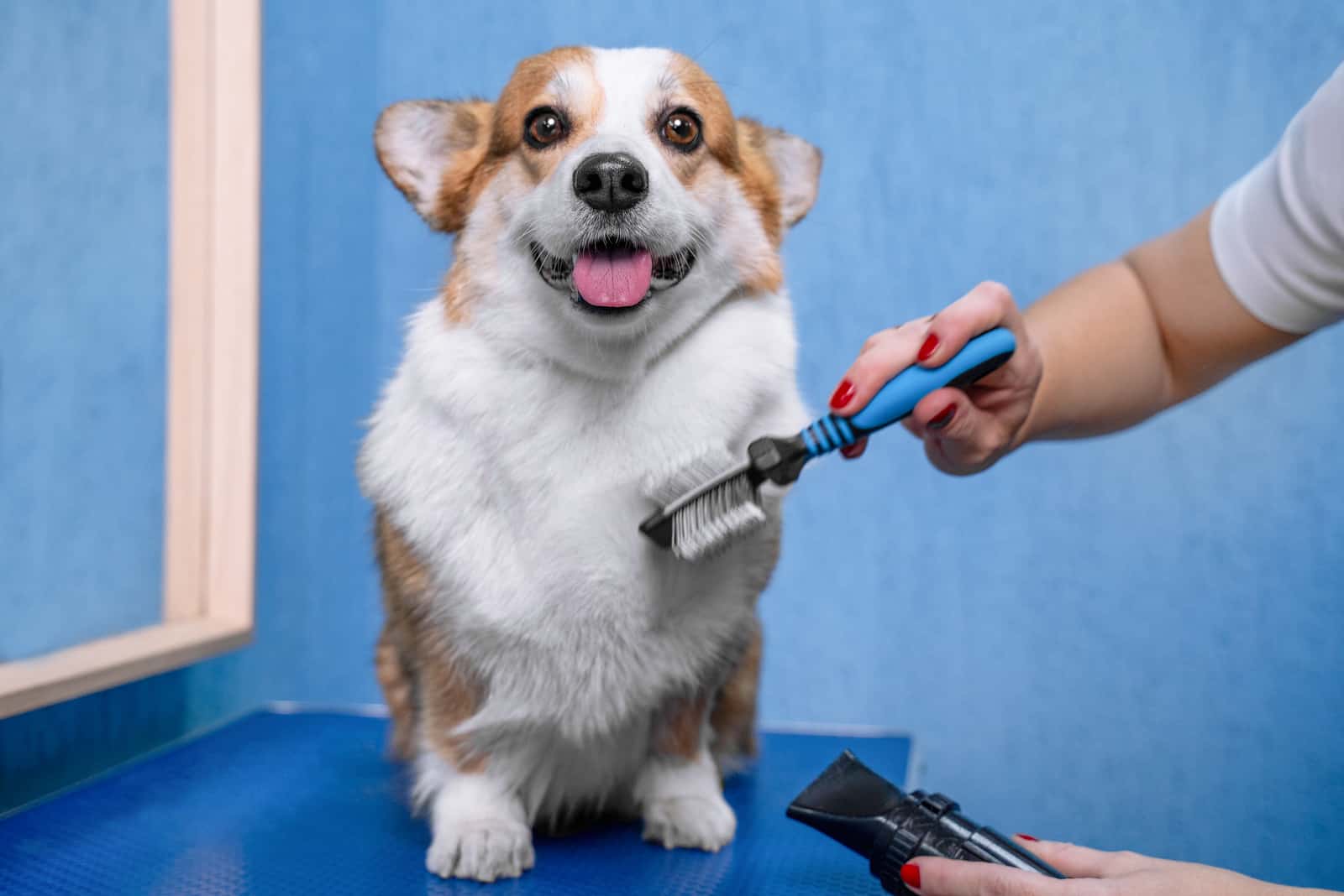 a woman does a corgi haircut