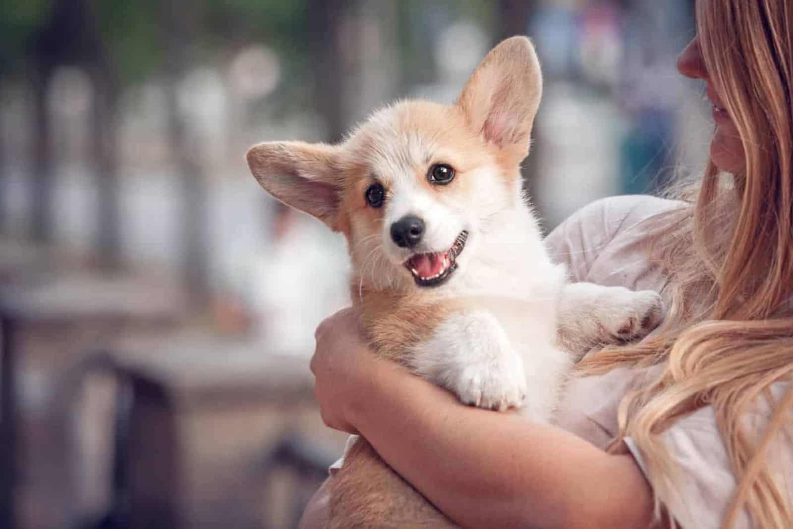 a woman holding a corgi in her arms
