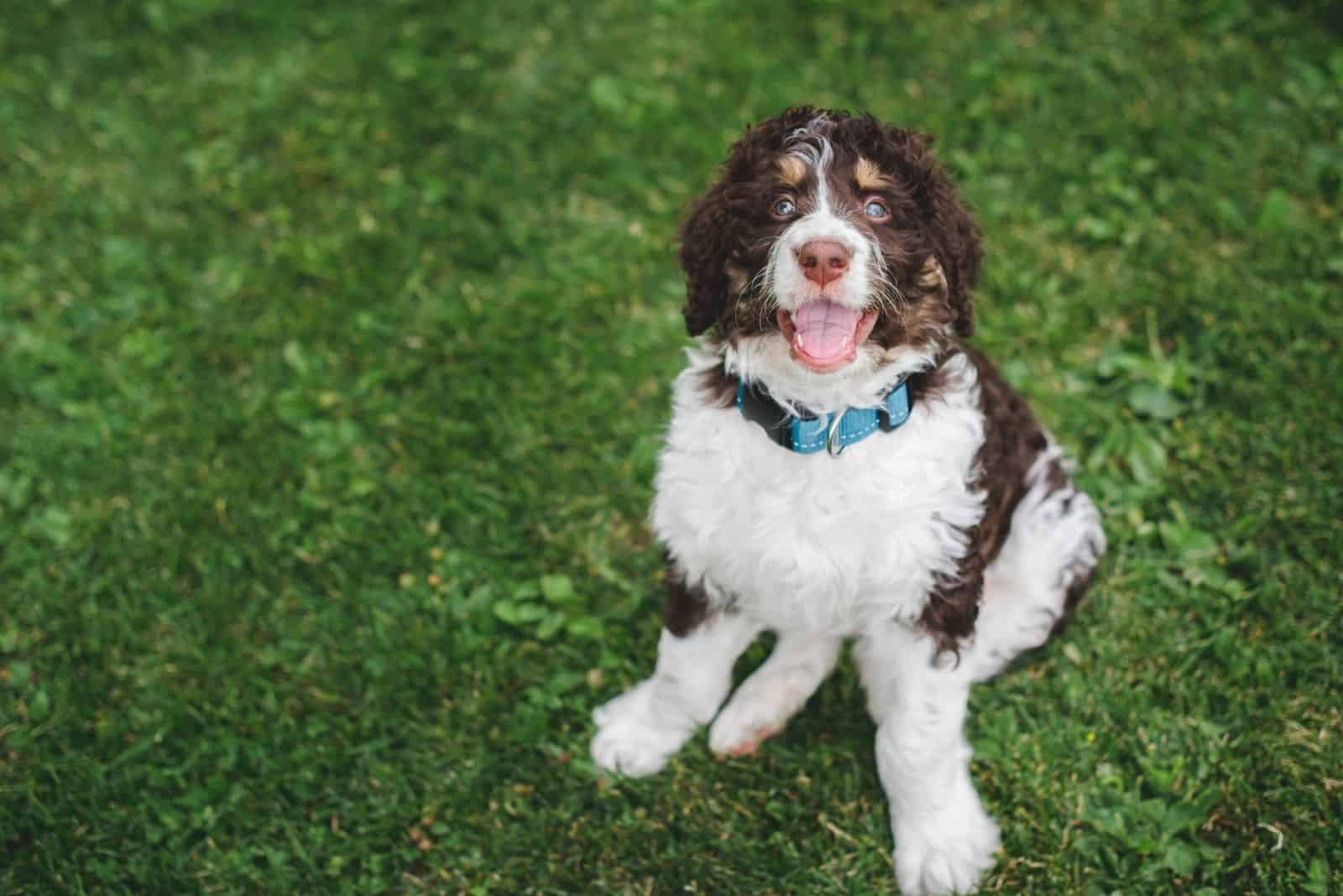 adorable bernedoodle dog looking up at the camera sitting on the lawn grass