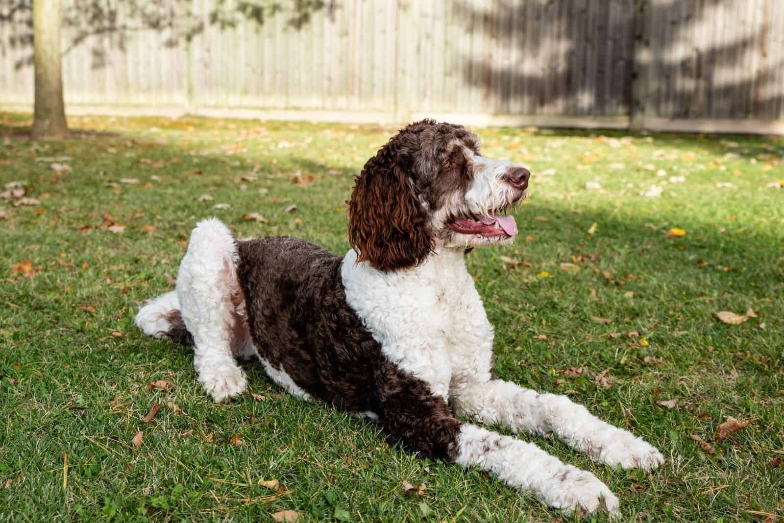 adult brown and white bernedoodle sitting on the lawn grass