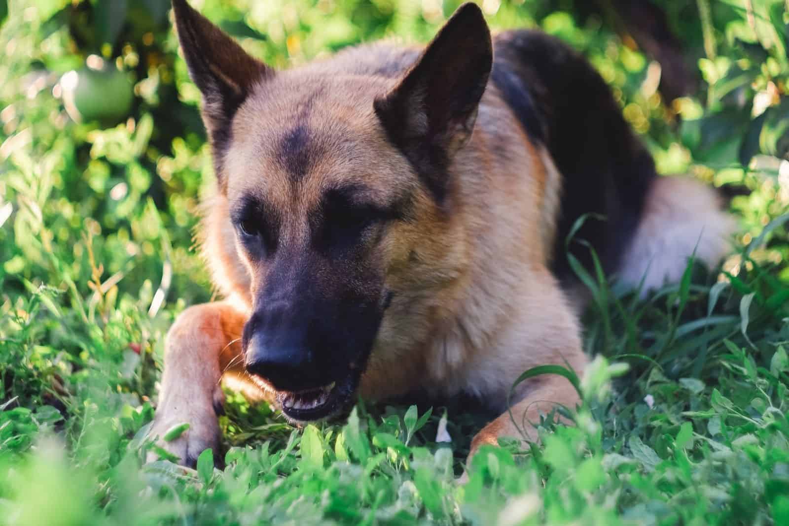 angry german sheperd dog