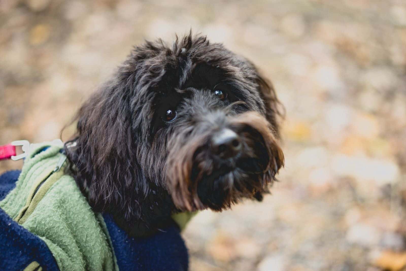 ausiedoodle dog looking back while standing outdoors