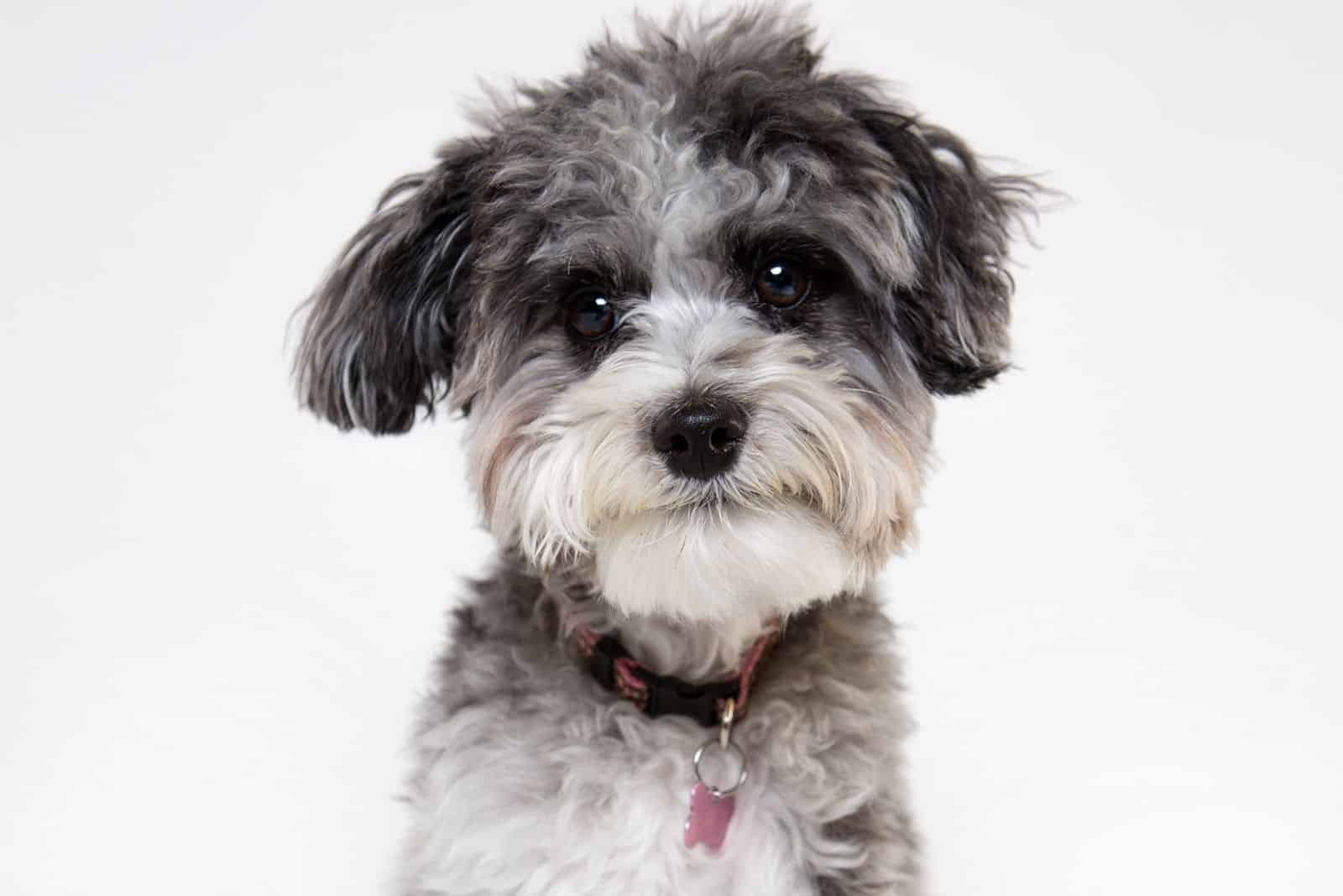 aussie merle poodle looking at the camera in white background