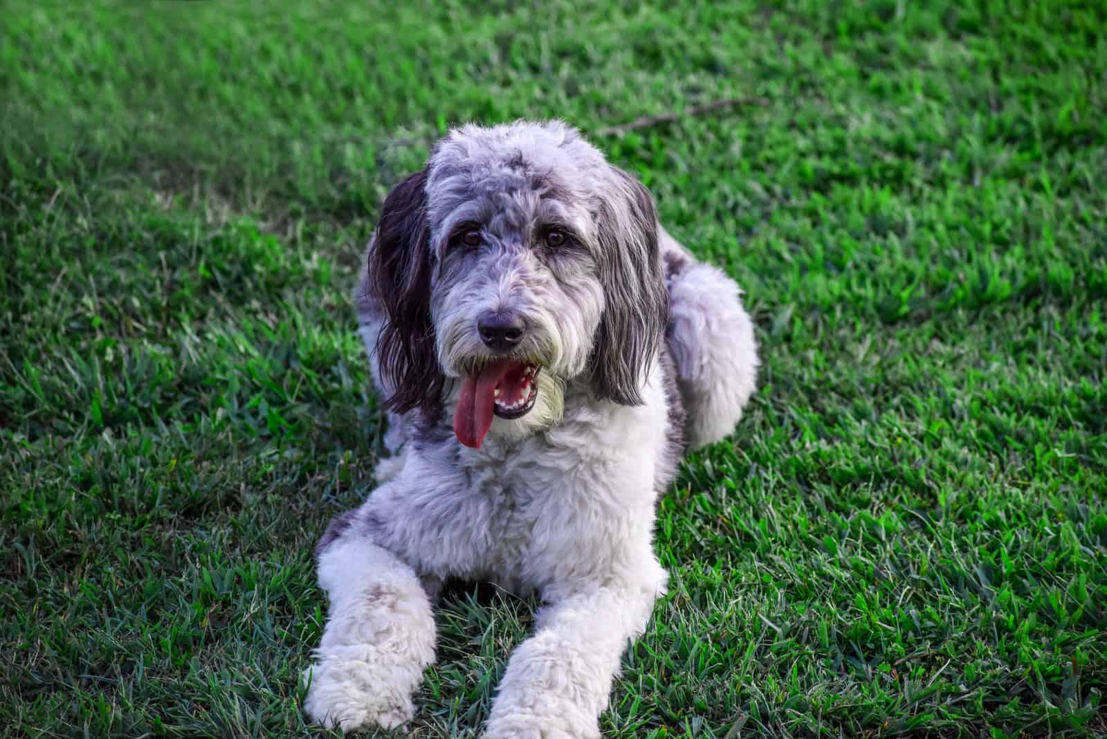 aussiedoodle laying down in the outdoors