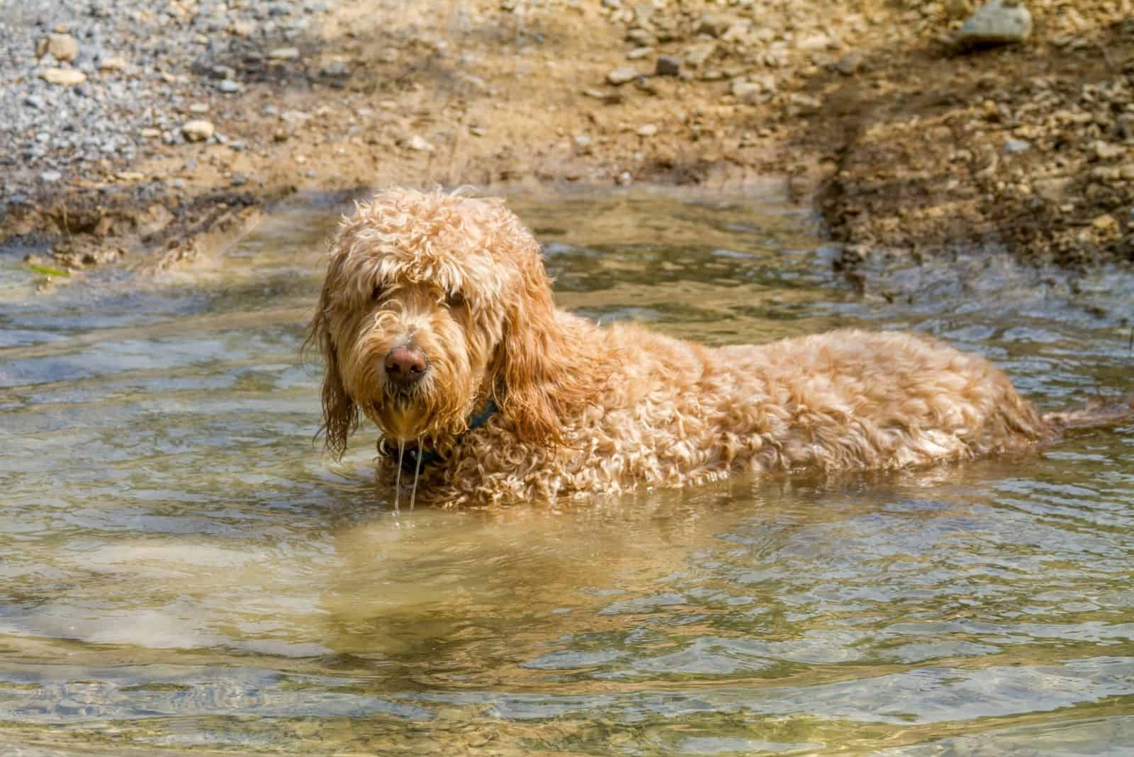 bathing goldendoodle adult dog bathing in the body of water outdoors