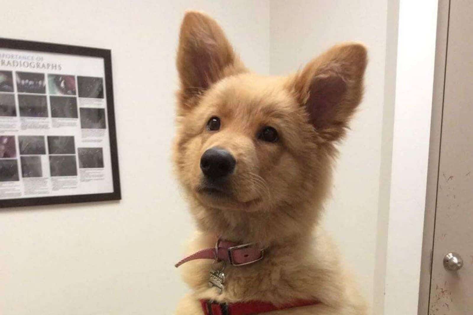 beautiful brown puppy