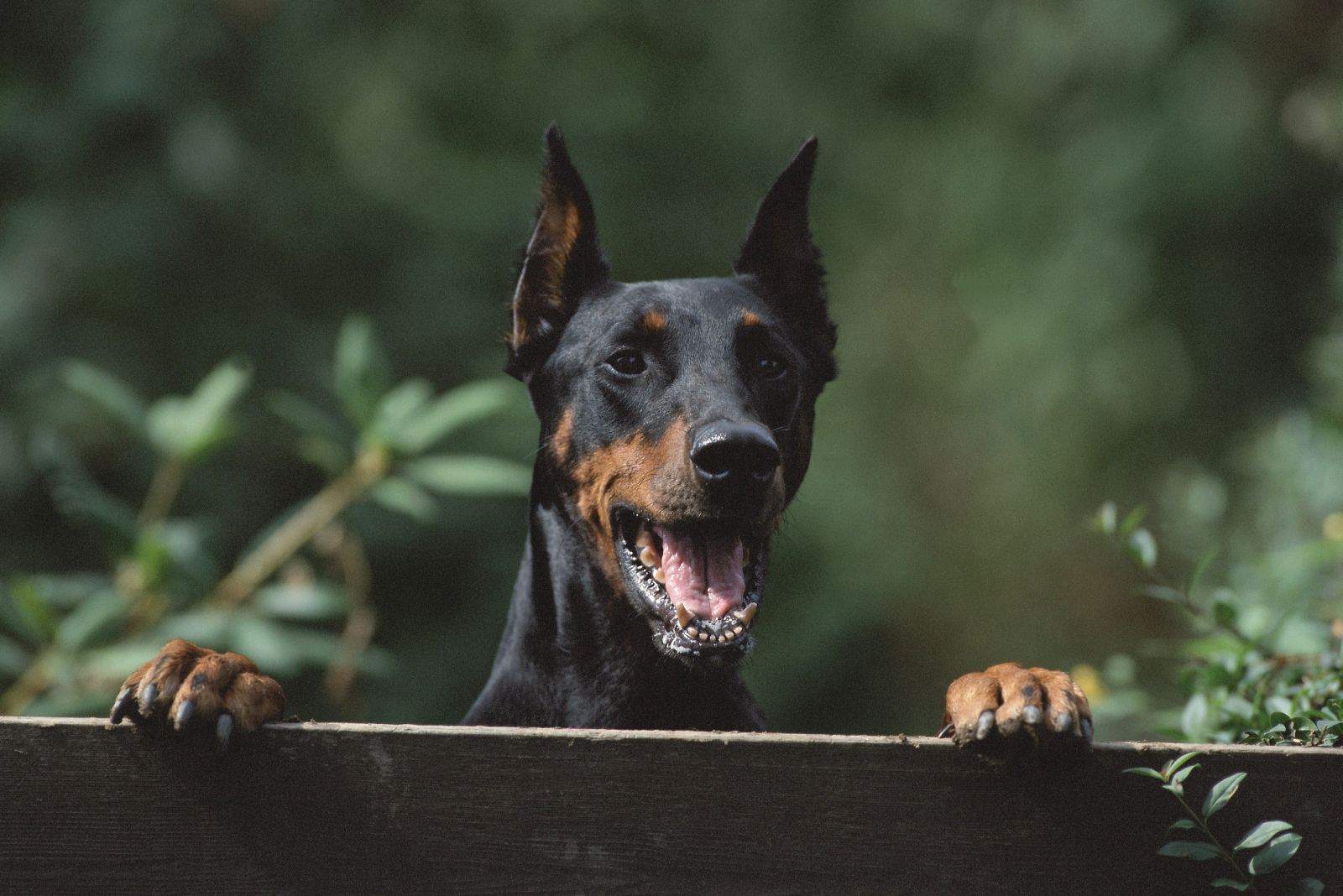 beautiful doberman peeping on the fence 