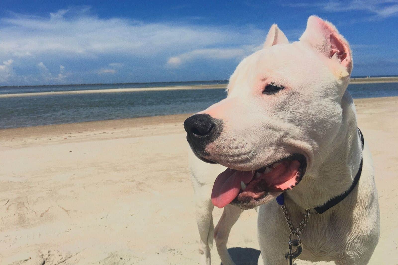 beautiful dogo argentino on the beach