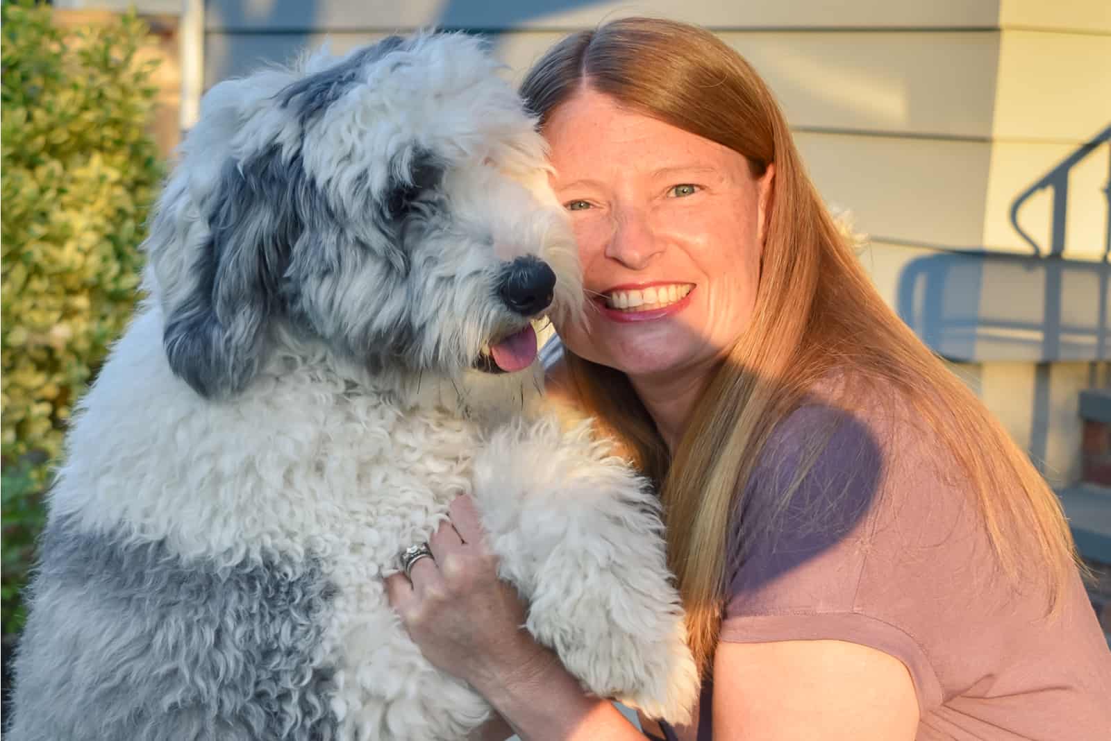 beautiful woman hugs mini sheepadoodle