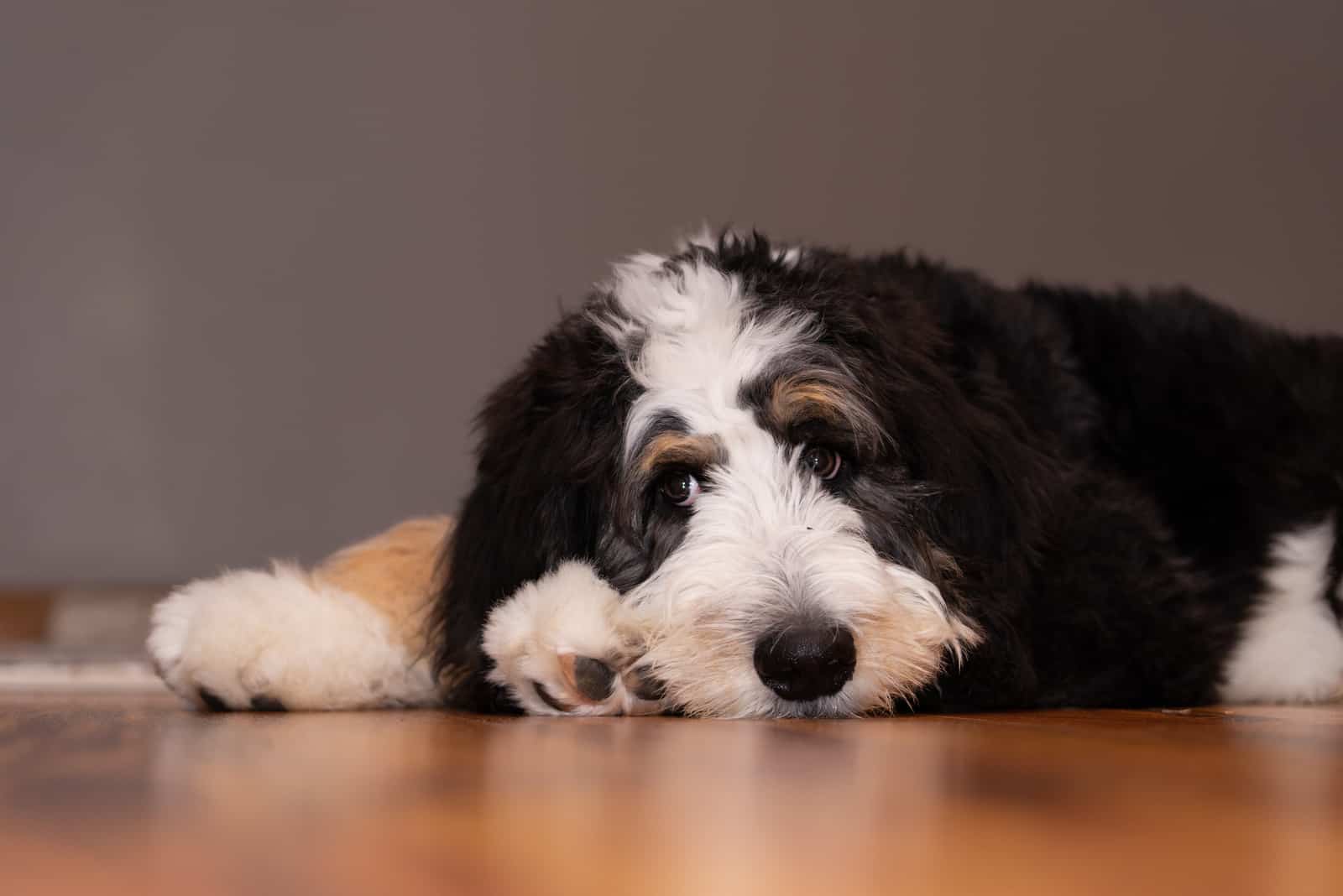 bernedoodle thinking on the floor