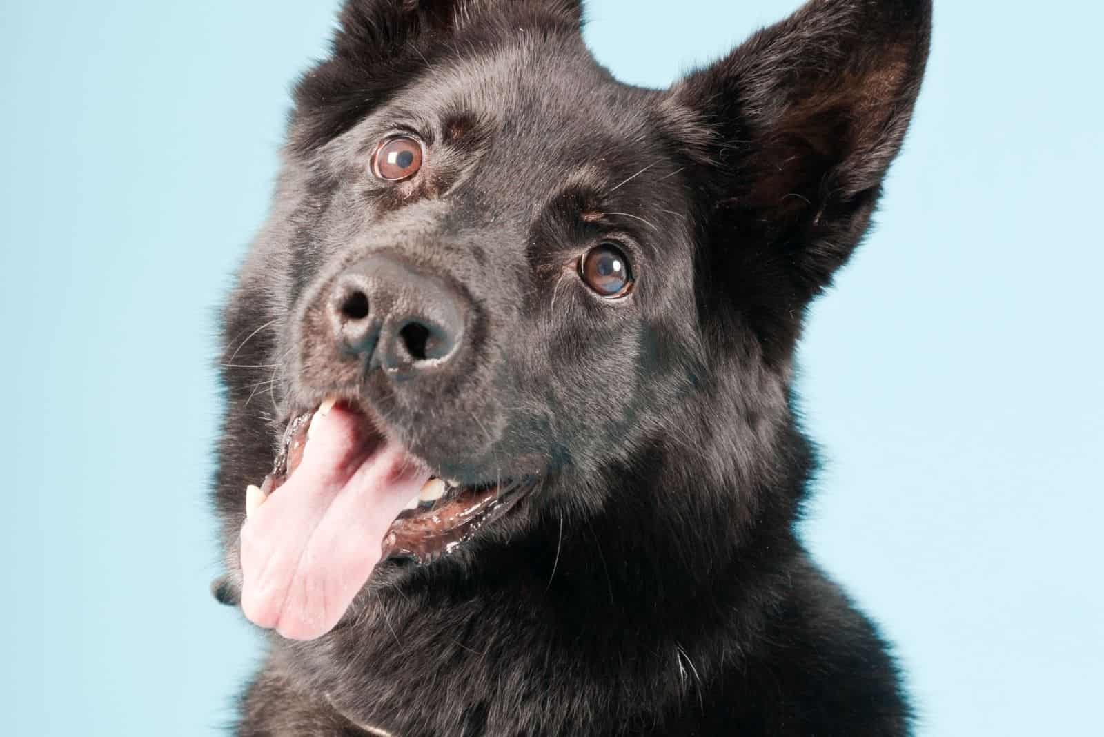 black german shepherd dog in an isolated light blue background