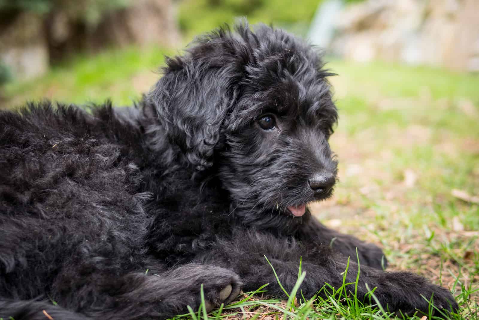 black labradoodles lying on the grass