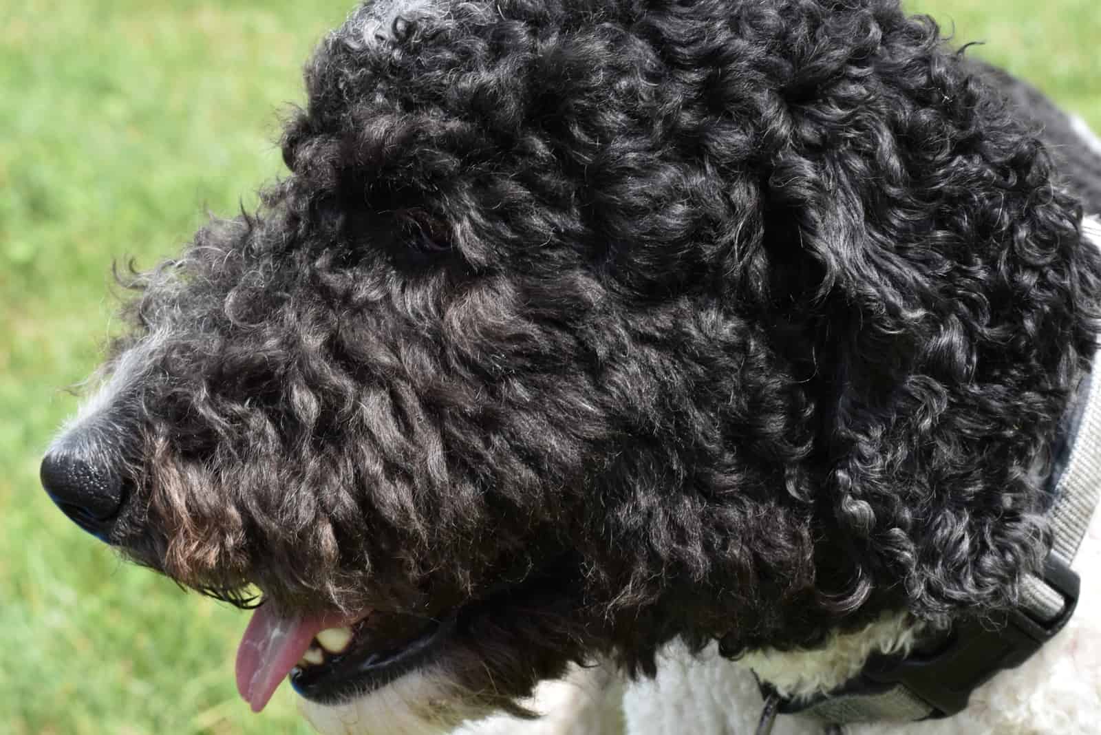 black mini sheepadoodle with outstretched tongue