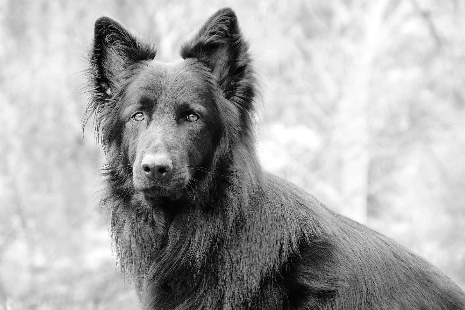 blue german shepherd outdoors in black and white photography