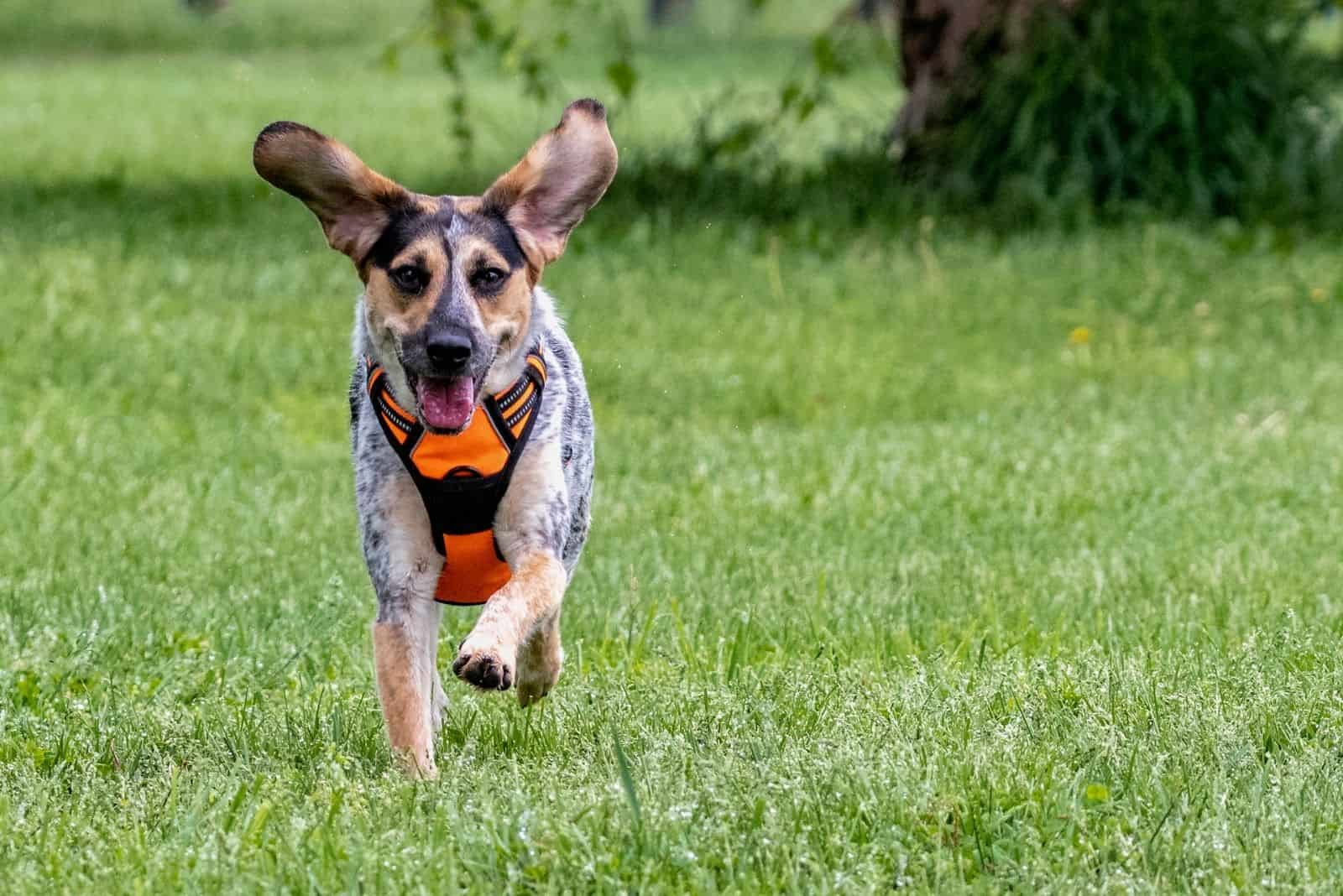 blue tick beagle running at the park