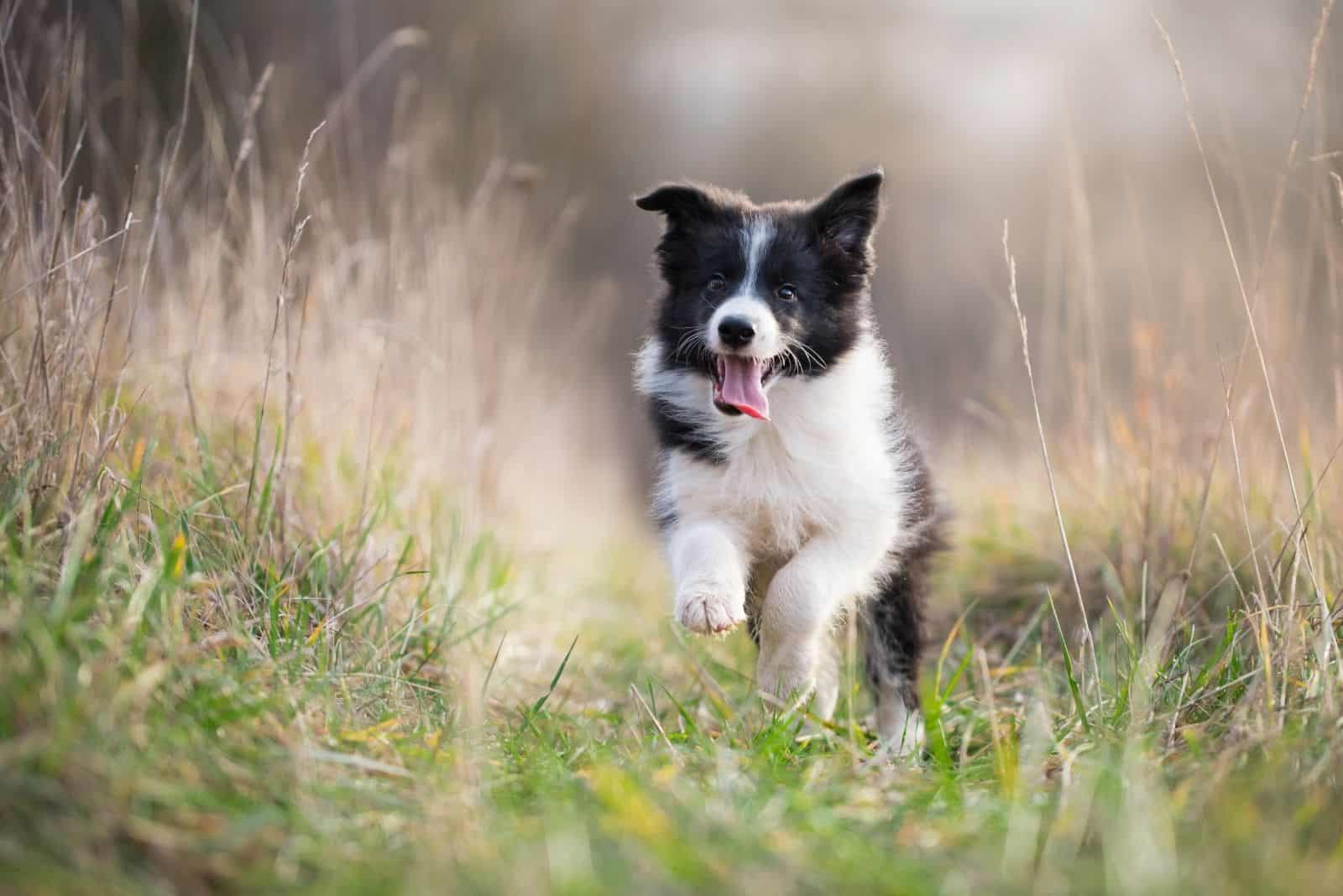 border collie puppy runs across the field