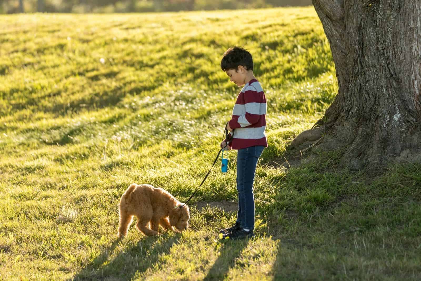 boy training a golden doodle at the park under a tree