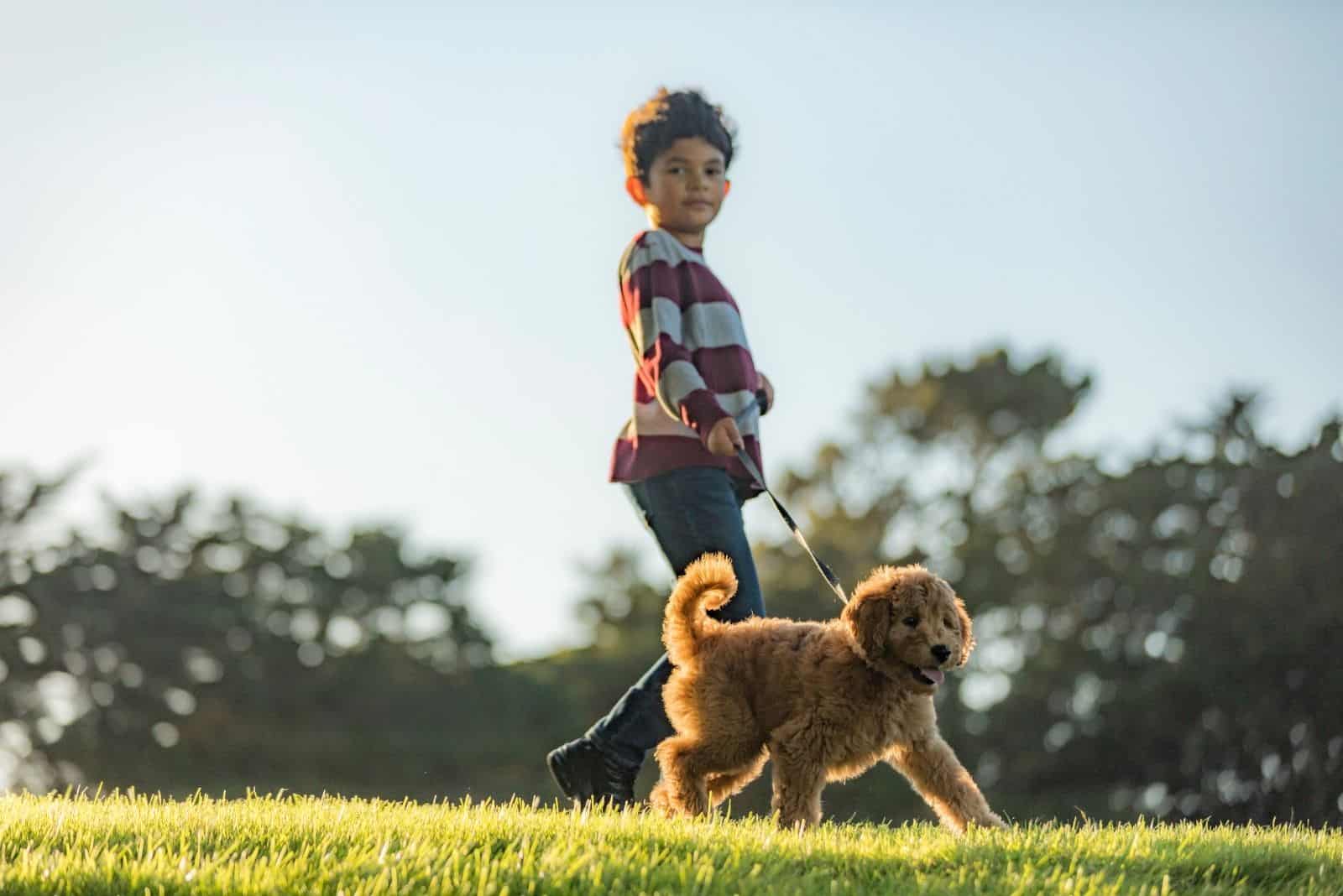 boy training a goldendoodle walking in the park with a leash